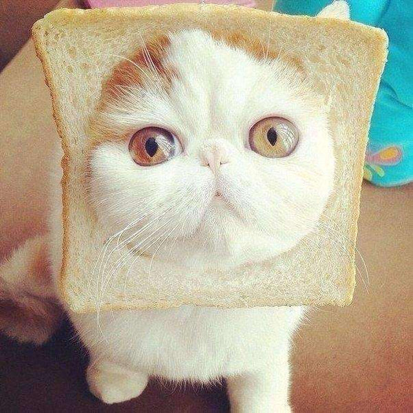 Kitty in bread-kitties-china!-olesya-test-store