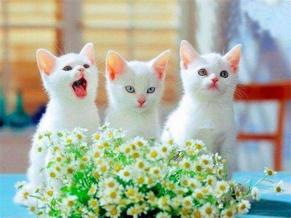 Kitty meowing-kitties-china!!!!-olesya-test-store