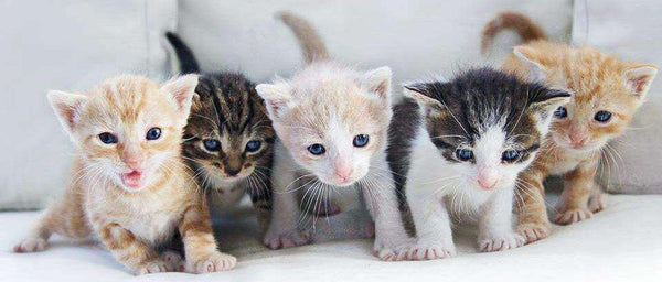 Kitty meowing-kitties-china!!!!-olesya-test-store